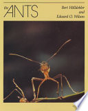 The Ants
